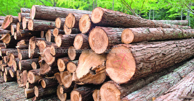 wood-tips wood-tips
