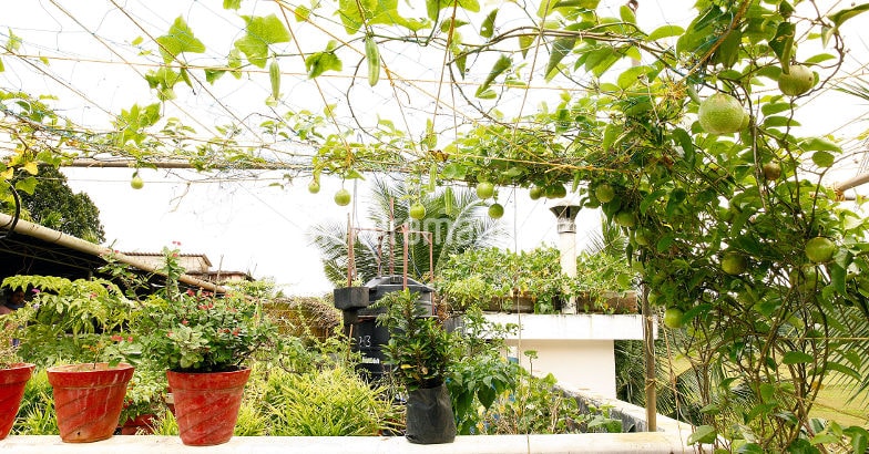 terrace-farming-2 terrace-farming-2