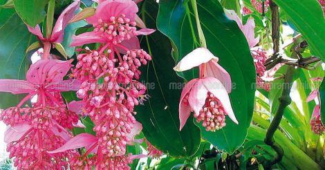 Medinilla