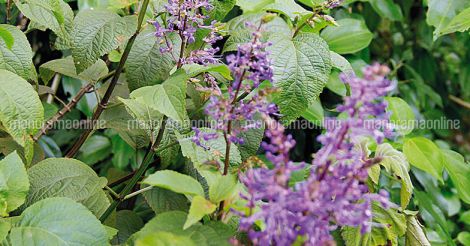 plectranthus