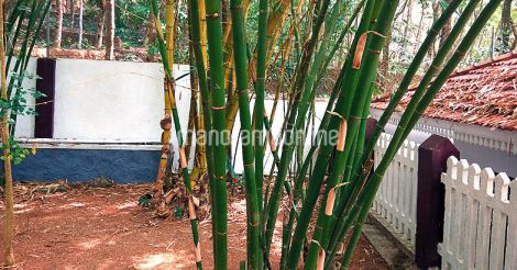 bamboo-park-inside