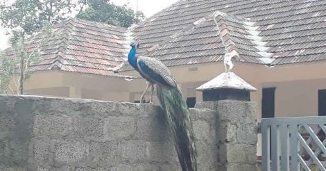 thrissur-home-peacock