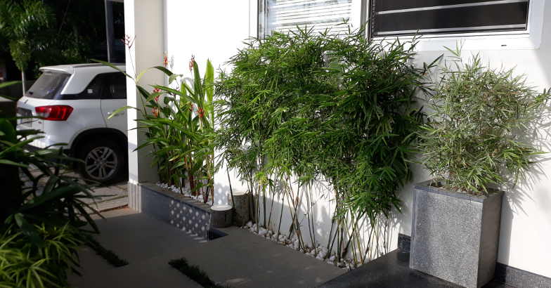 3-cent-home-varapuzha-plants 3-cent-home-varapuzha-plants
