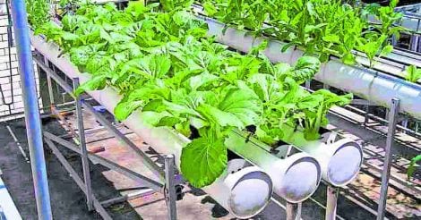 hydroponics-garden