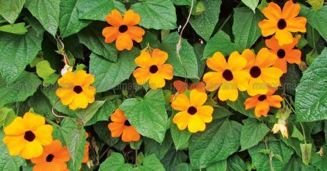 black-eyed-susan