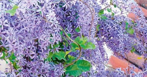 petrea-volubilis