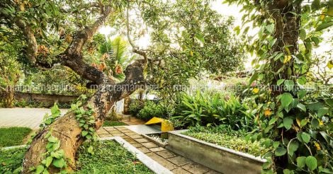 mango-shade-garden
