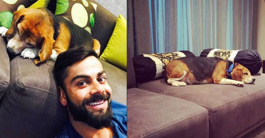 virat-pets-flat virat-pets-flat