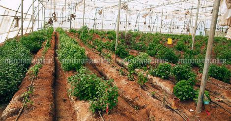 govardhan-village-green-farming