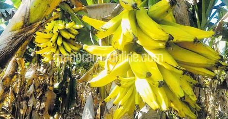 growth-regulators-in-banana