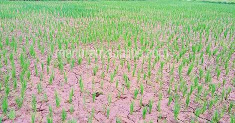 drought-impacted-paddy-field-palakkad