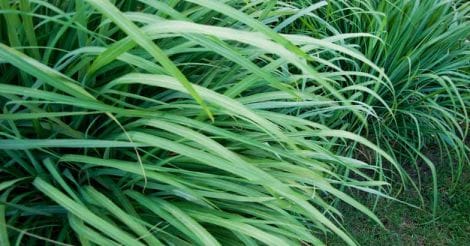 wild grass or wildgrass; lemongrass