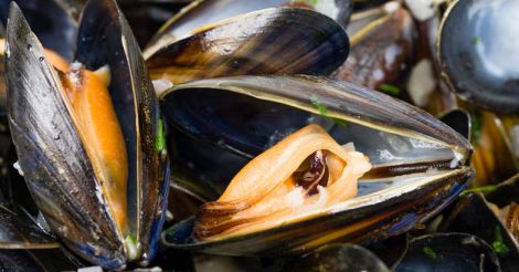 kallummekkaya-mussel
