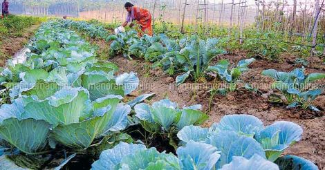 vegetable-cabbage-cultivation