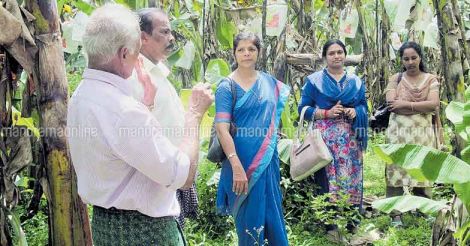 erwinia-bacteria-affected-plantain-farm