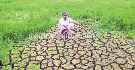 paddy-field-drought