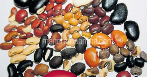 bean-seed