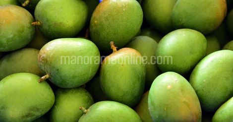 mango-alphonsa