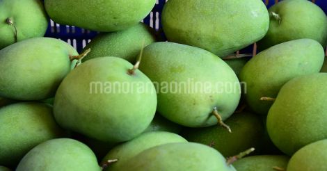 mango-banganapalli