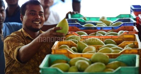 mango-grading