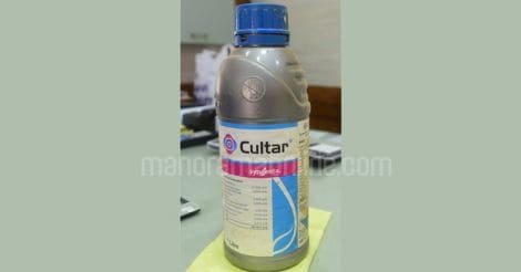 mango-hormone-cultar