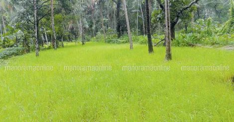 paddy-cultivation