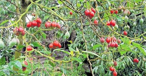 mara-thakkali-tree-tomato