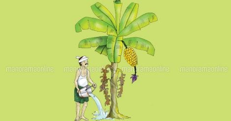 farmer-watering-banana-plantain-sketch
