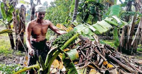 monsoon-diseases-of-plantain