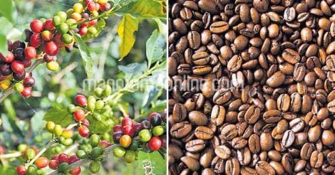 crop-coffee