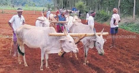 farming-with-oxen