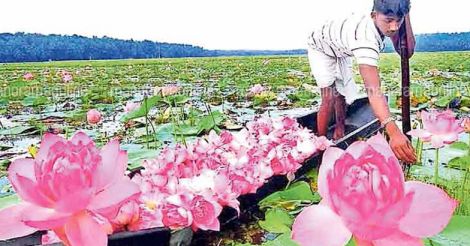 malappuram-thirunnavaya-farming