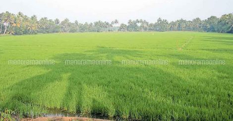 kottayam-punja-farming