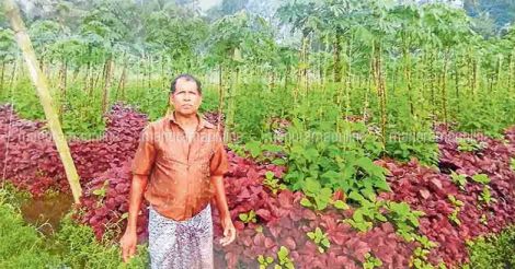 kottayam-farming