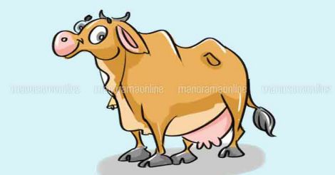 pathanamthitta-cow