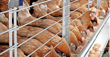 poultry-farming-business-plan-in-kenya