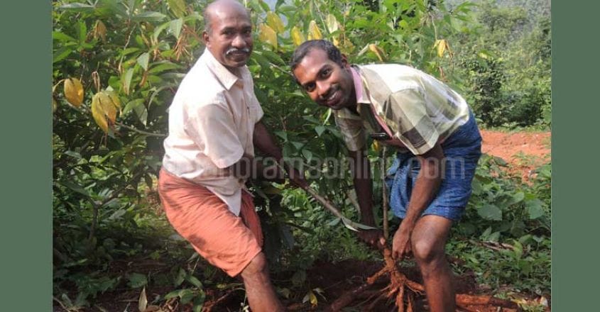 romeo-keerthichandran-tapioca-harvest romeo-keerthichandran-tapioca-harvest