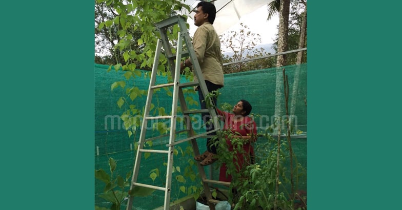 healthication-farm-resort-agriculture healthication-farm-resort-agriculture