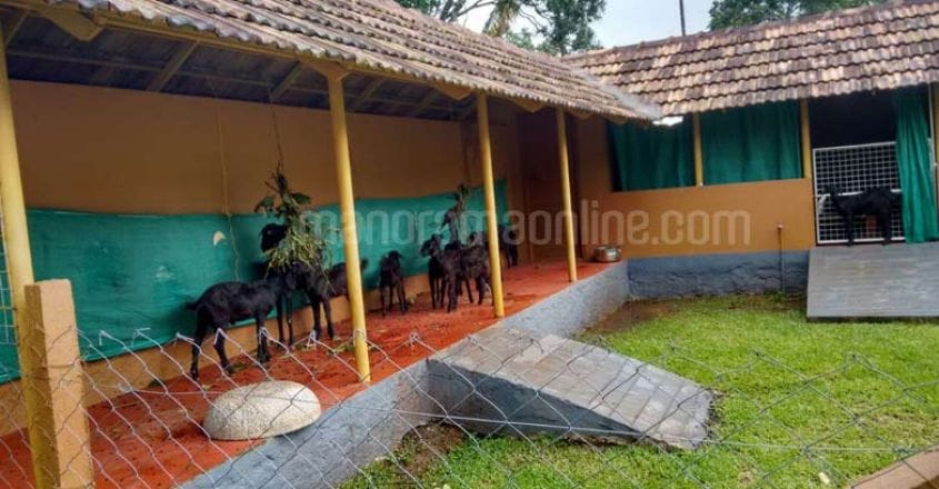 healthication-farm-resort-goat healthication-farm-resort-goat
