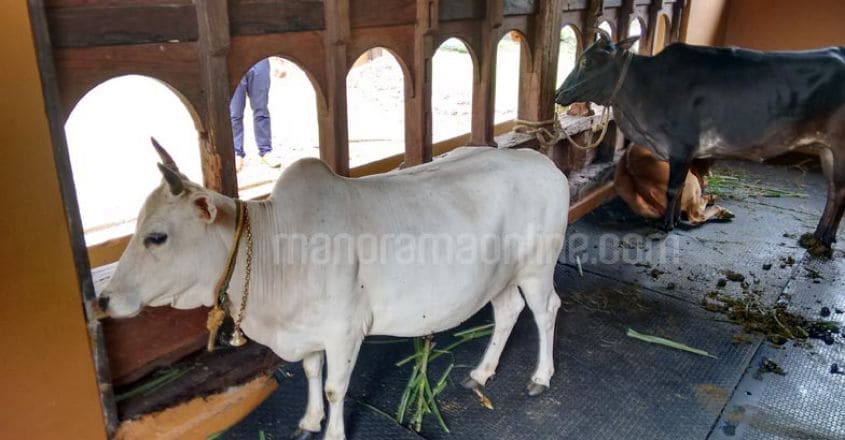 healthication-farm-resort-punganur-cow