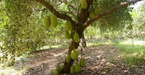 jackfruit-tree
