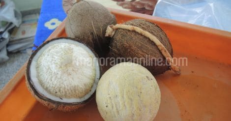haustorium-coconut-apple