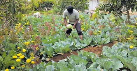 cabbage-and-fruits-cultivation