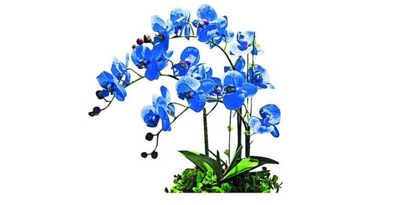 phalenopsis-orchid phalenopsis-orchid