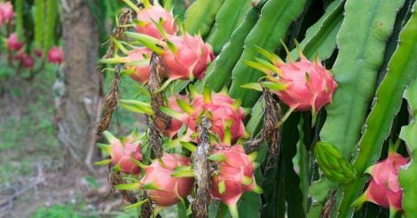 dragon-fruit-pitaya-plant