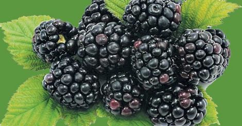 fruit-blackberry