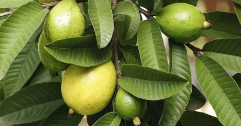 guava-malayali-flat