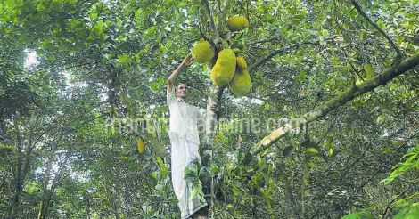 punnoose-kurian-jackfruit-farmer