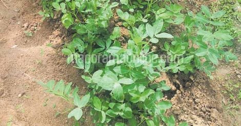 groundnut-farming-by-housewives