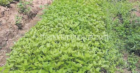 koorka-vegetable-farming-by-housewives